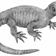 Illustration for article titled This “Transitional Turtle” is the Stuff of Creationist Nightmares